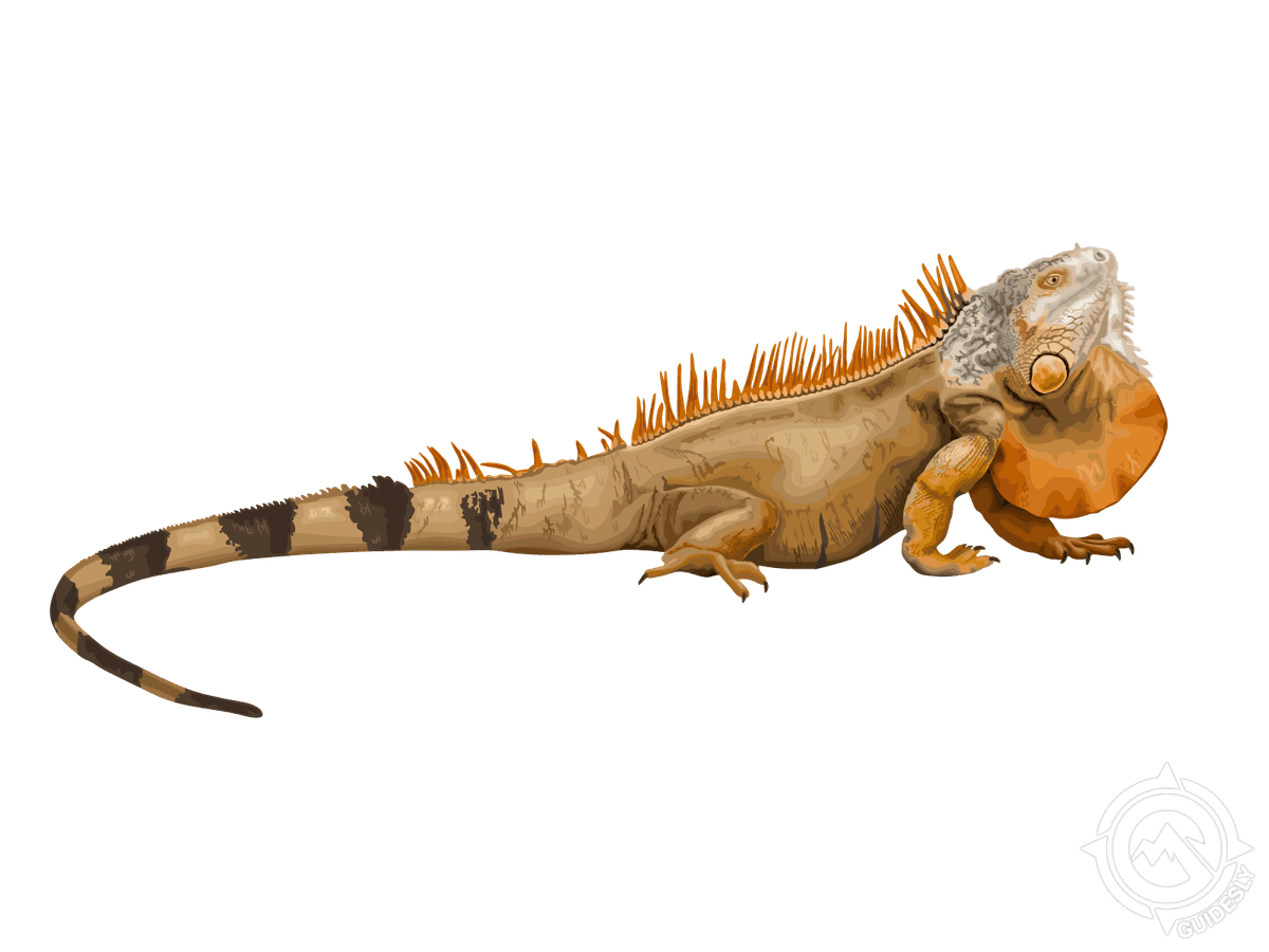Iguana